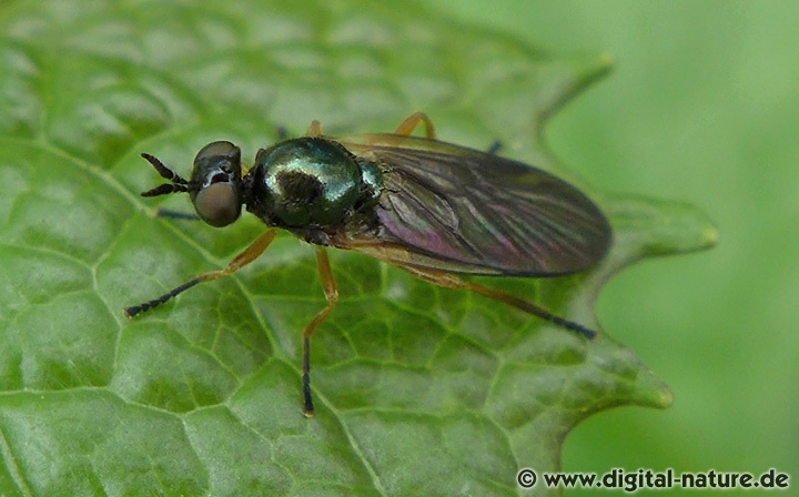 Die Frühe Schmalwaffenfliege findet man in feuchten Wäldern