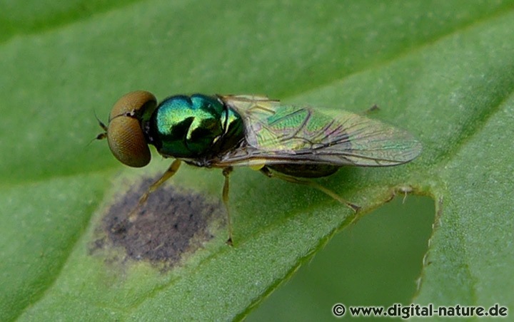 Microchrysa polita findet man auf Lichtungen oder in Gärten