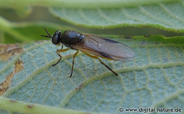 Die Schienen der Hinterbeine sind bei B. vallata zur Hälfte schwarz gefärbt