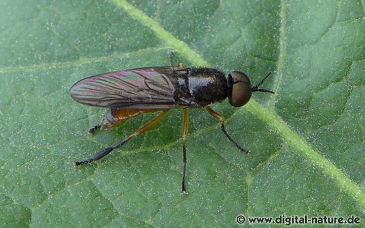 Die Waffenfliege Beris vallata bevorzugt feuchte Lebensräume