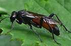 Macrophya annulata