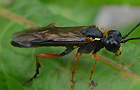 Tenthredininae
