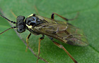 Aglaostigma aucupariae