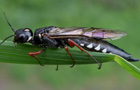 Xiphydria camelus