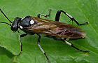 Macrophya duodecimpunctata