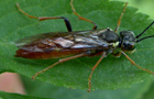 Tenthredo ferruginea