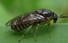 Buschhornblattwespe