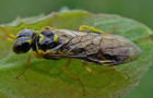 Pamphilius gyllenhali