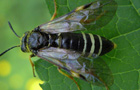 Tenthredo koehleri