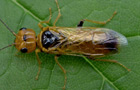 Pamphilius lethierryi