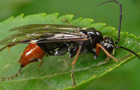 Tenthredopsis cf. litterata