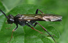 Tenthredo livida