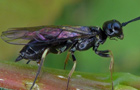 Janus luteipes