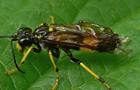 Tenthredo maculata