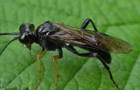 Tenthredo mandibularis