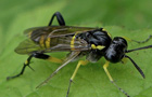Bergblattwespe