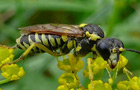 Tenthredo notha oder arcuata