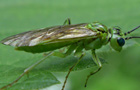Tenthredo olivacea