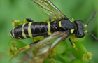 Tenthredo omissa