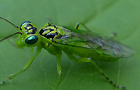 Rhogogaster chlorosoma
