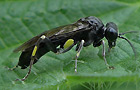 Macrophya ribis