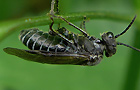 Sciapteryx consobrina