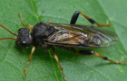 Siobla sturmii
