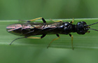 Cephus spinipes