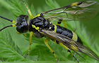 Tenthredo zonula