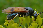 Arge ustulata