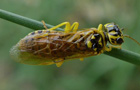 Pamphilius varius