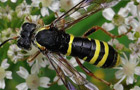 Gelbschwarze Blattwespe