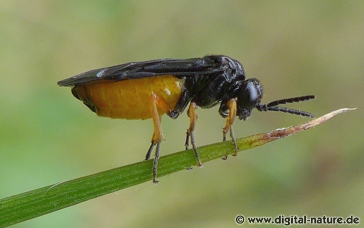 Blattwespe Eutomostethus luteiventris