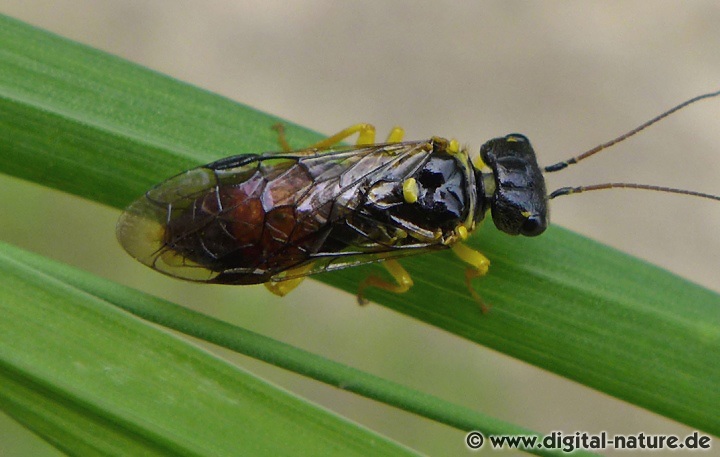 Pamphilius hortorum Weibchen