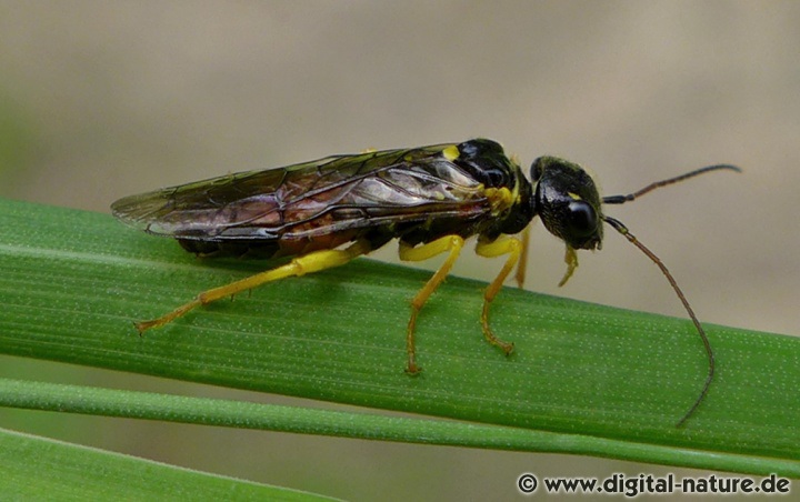Pamphilius hortorum Merkmale