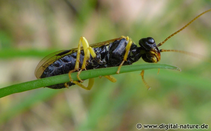 Pamphilius sylvaticus Merkmale