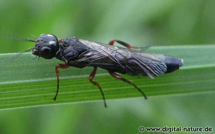 Xiphydria camelus Männchen Merkmale