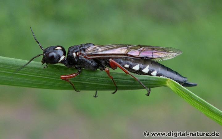 Xiphydria camelus Weibchen
