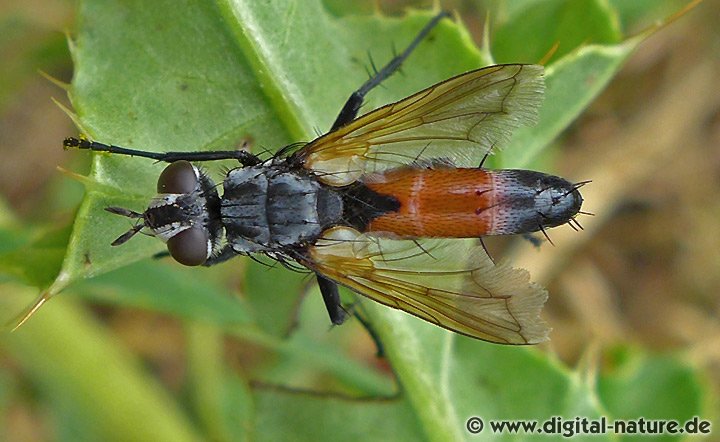 Raupenfliege Cylindromyia brassicaria