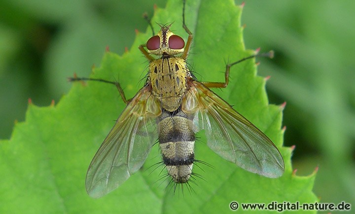 Raupenfliege Dexiosoma caninum