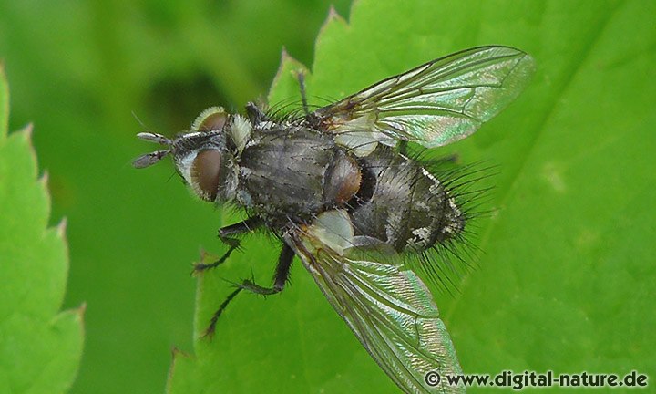 Raupenfliege Smidtia conspersa