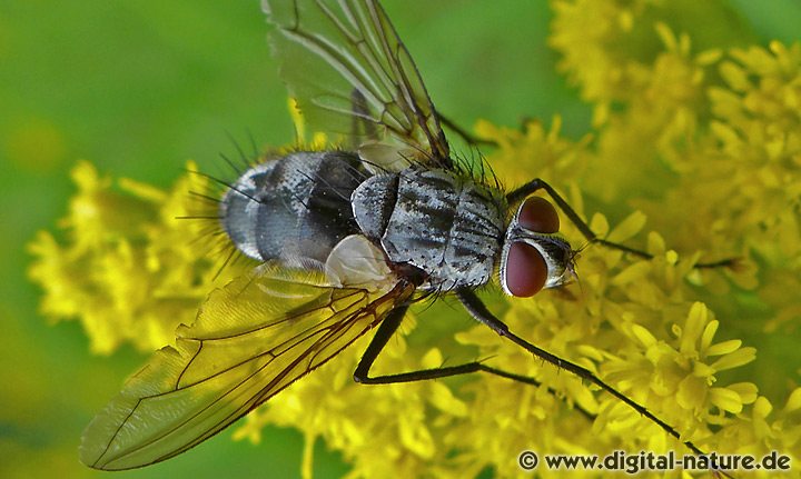 Raupenfliege Dinera ferina