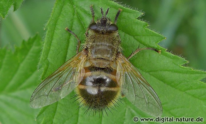 Raupenfliege Tachina lurida