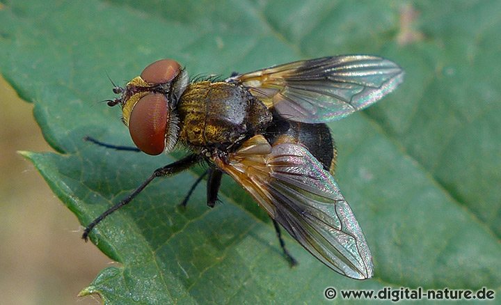 Raupenfliege Ectophasia cf. oblonga