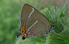 Satyrium w-album