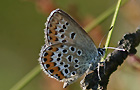 Plebejus argus