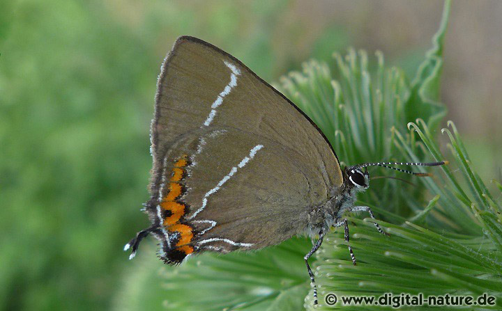 Ulmen-Zipfelfalter Satyrium w-album