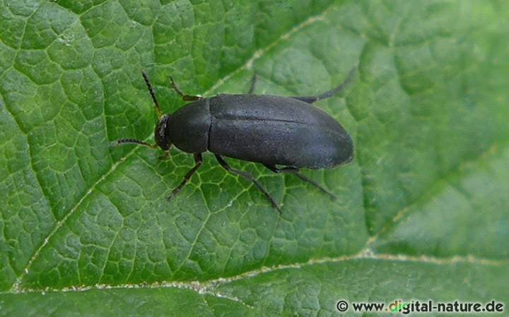 Die Arten der Gattung Anaspis sind nicht leicht zu unterscheiden