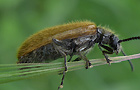 Lagria atripes