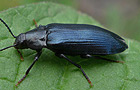 Tenebrionoidea